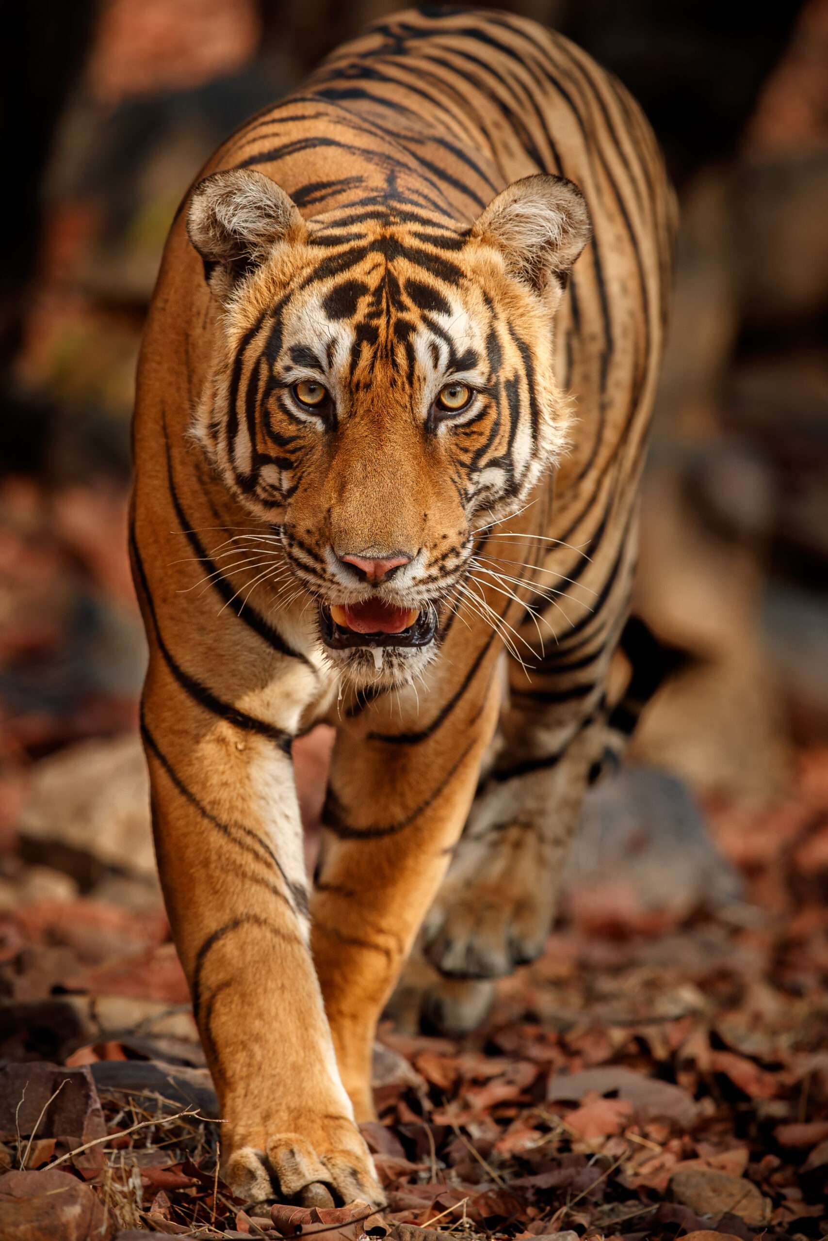 ranthambore national park