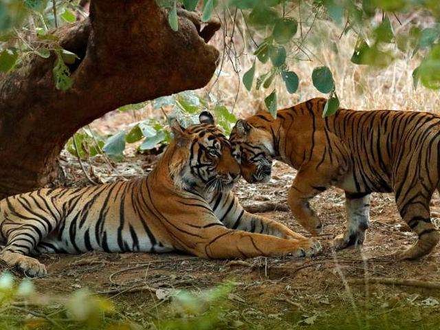 Visit Ranthambore