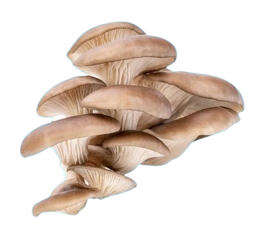 Raw_Oyster-removebg-preview