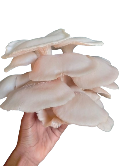 oyster mushroom