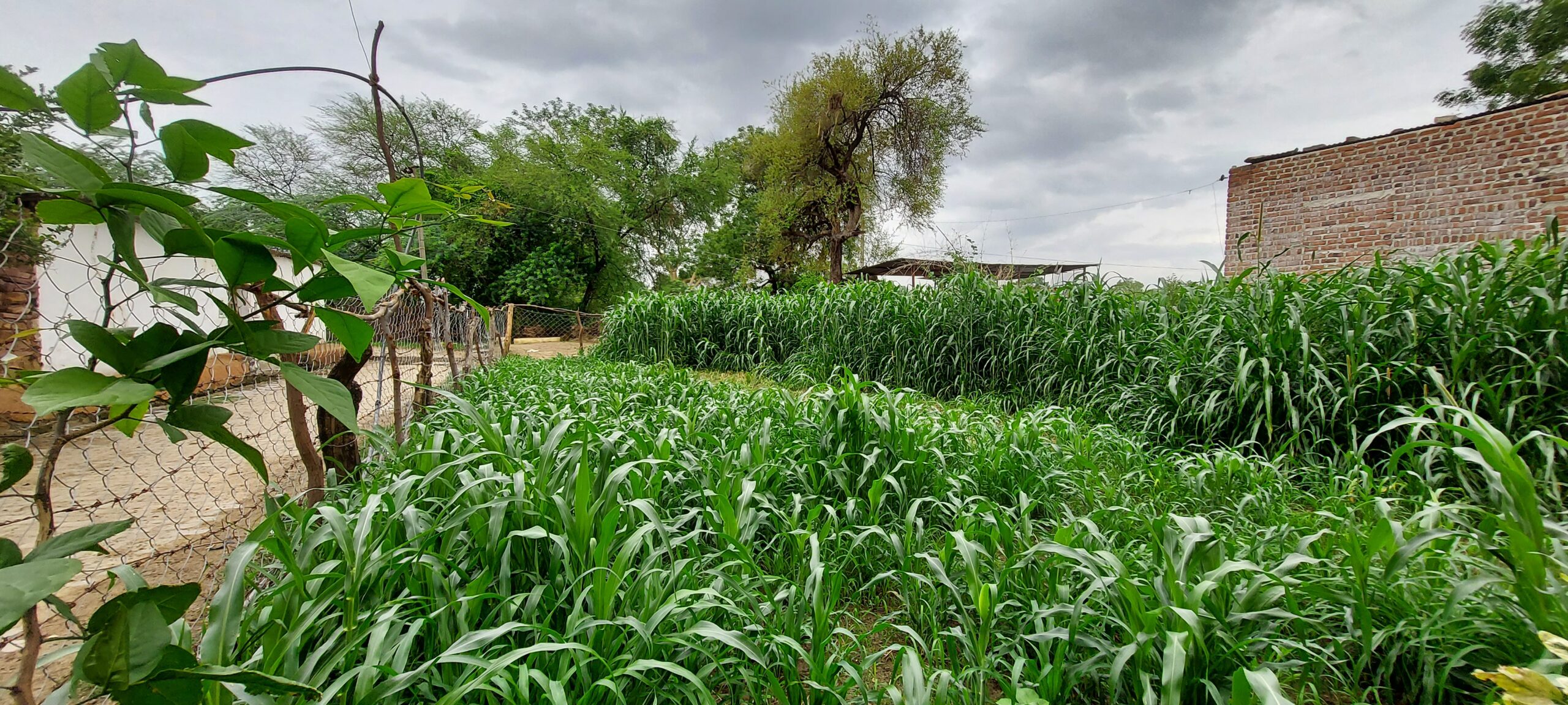 Village life in Roopura