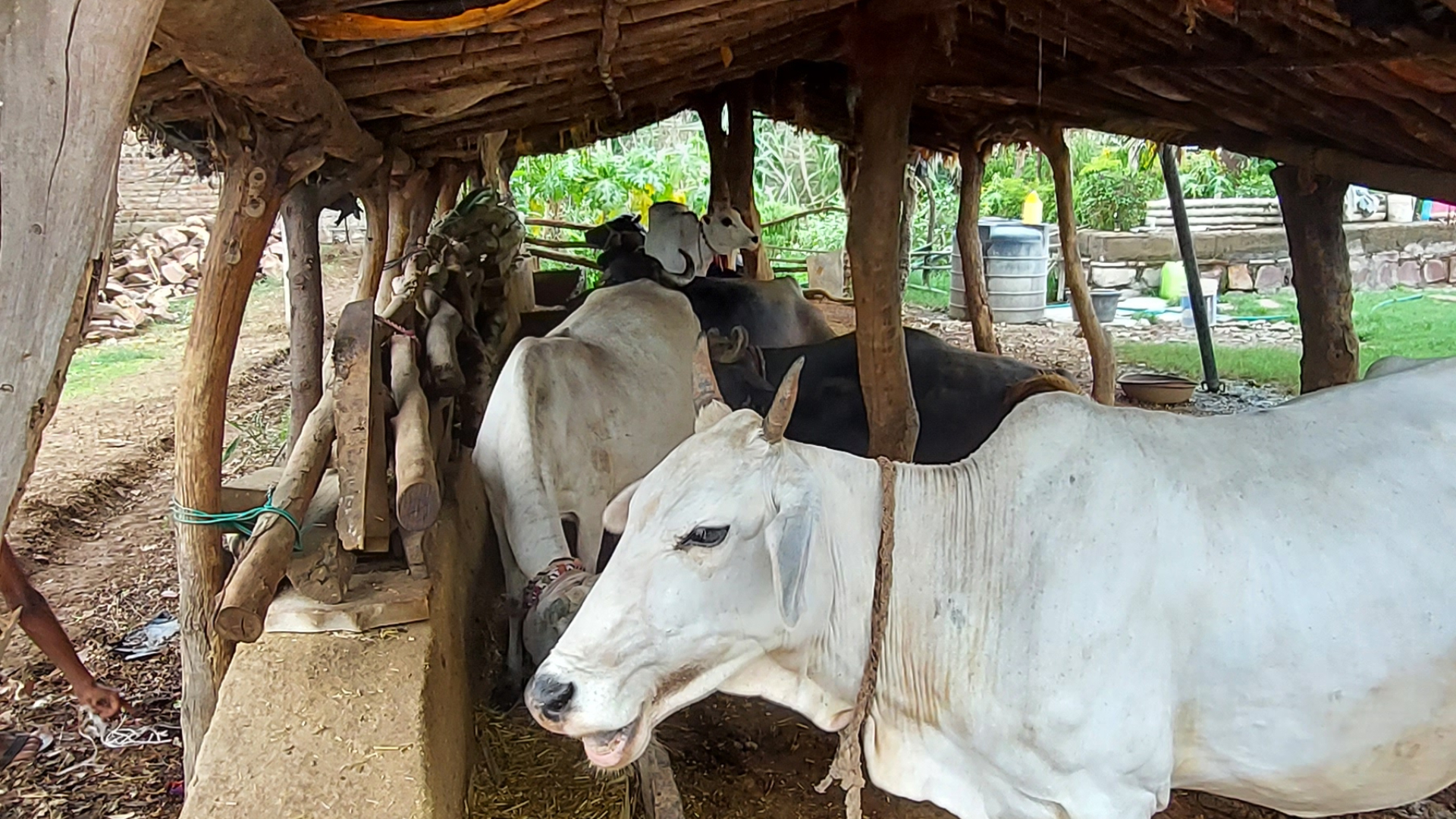 Roopura village Cows