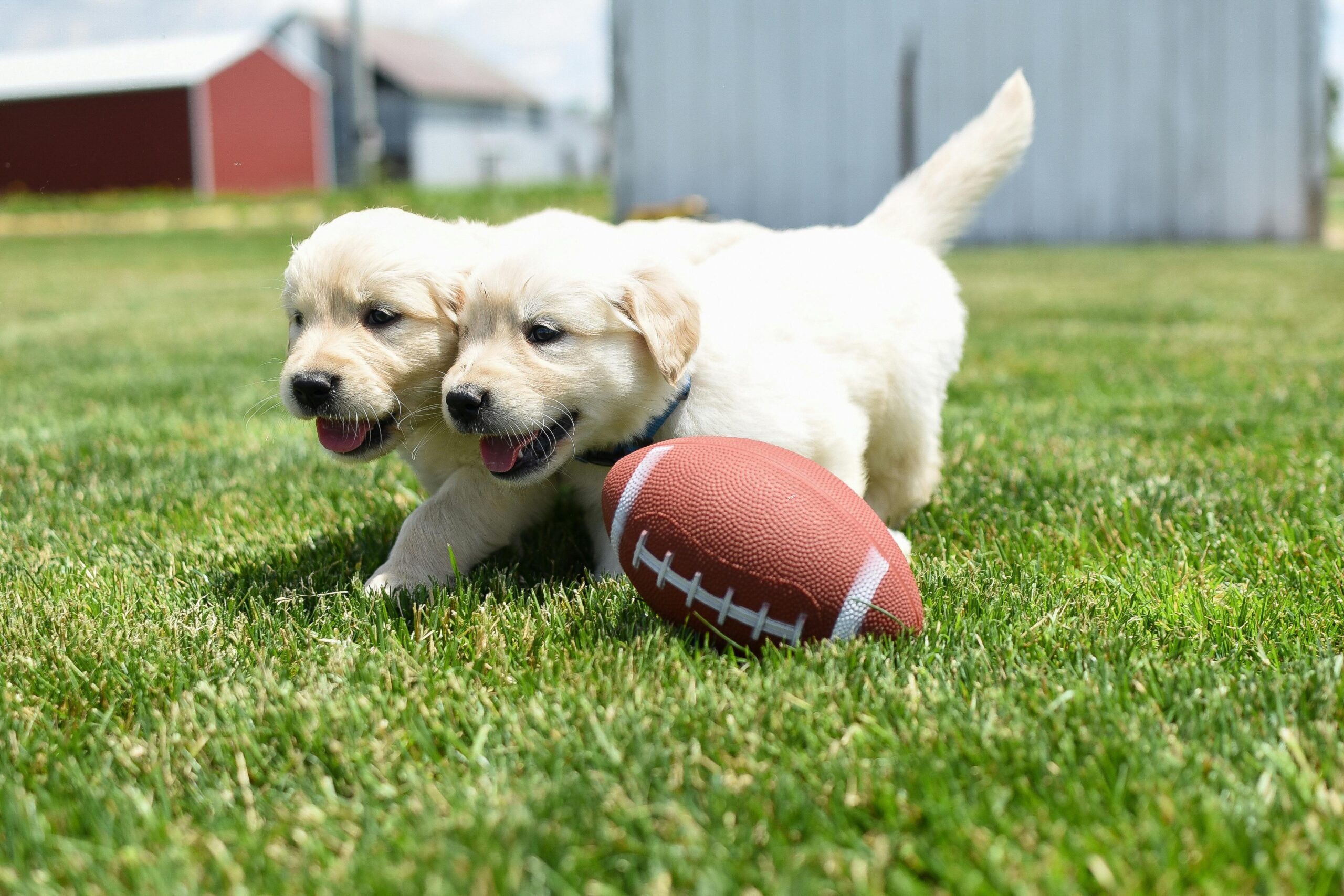 Two cute puppies enjoy playing with a rugby ball in a sunny outdoor setting.