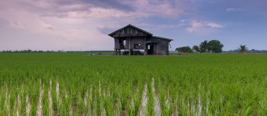rice field, cottage, farm, farmland, rice paddies, agriculture, cultivation, plantation, rice plantation, rural, countryside, horizon, farmhouse, landscape, vietnam, asia, nature, rice field, rice field, rice field, rice field, rice field